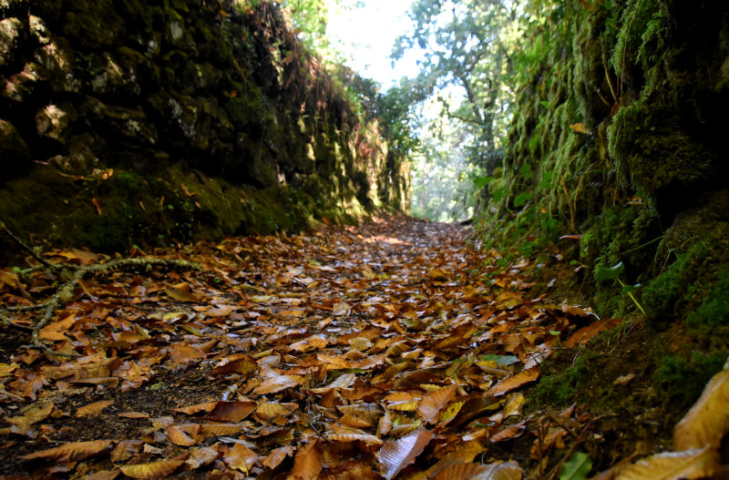 Camiño vello