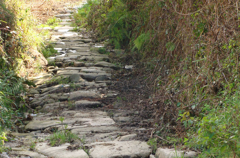 Camiño do Vieiro