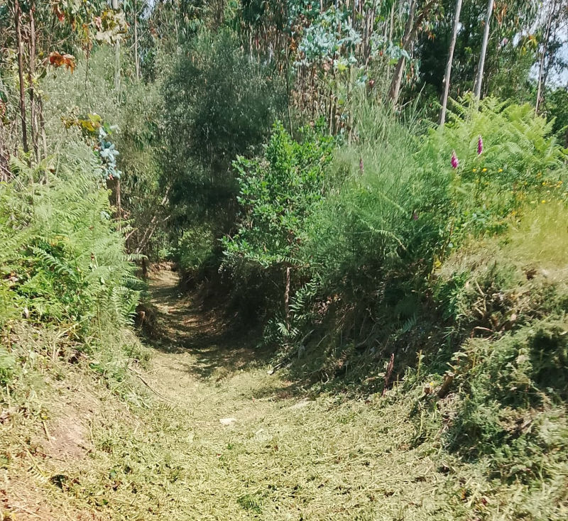 desbroces-camino-peregrinos-pazos-borben-01