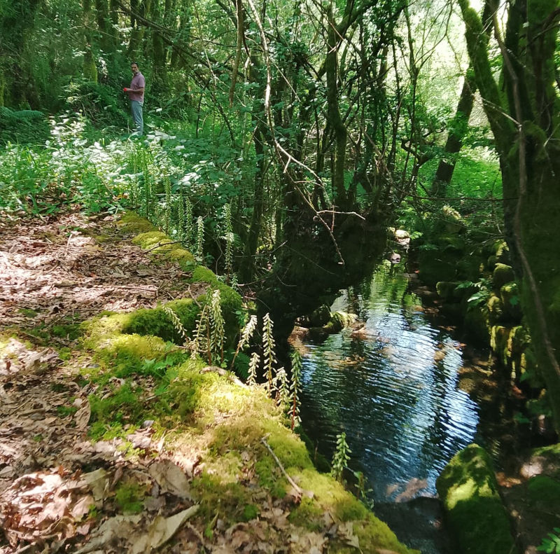 desbroces-camino-peregrinos-pazos-borben-121