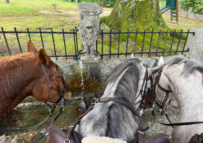peregrinos-caballo-ruta-camino-santiago-equino-jinete-25c